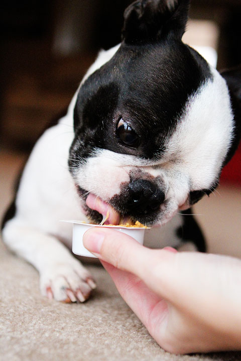 Dog Eating Peanut Butter