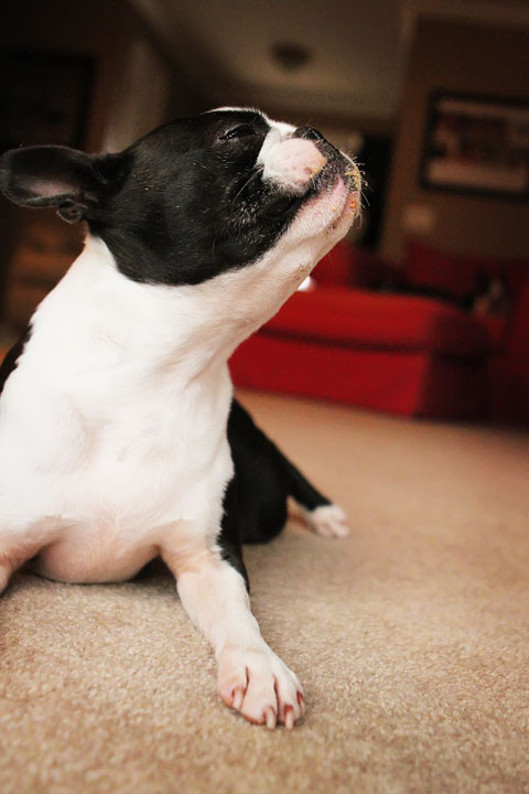 Cute Boston Terriers