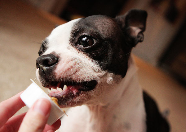 Funny Boston Terrier