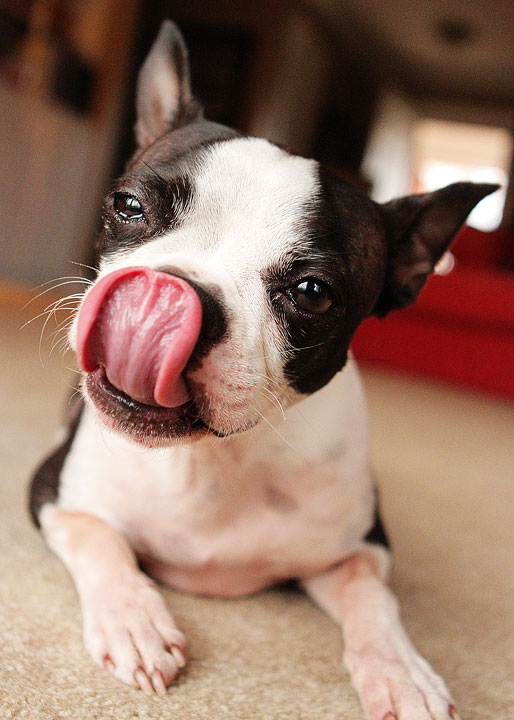 Cute Boston Terrier