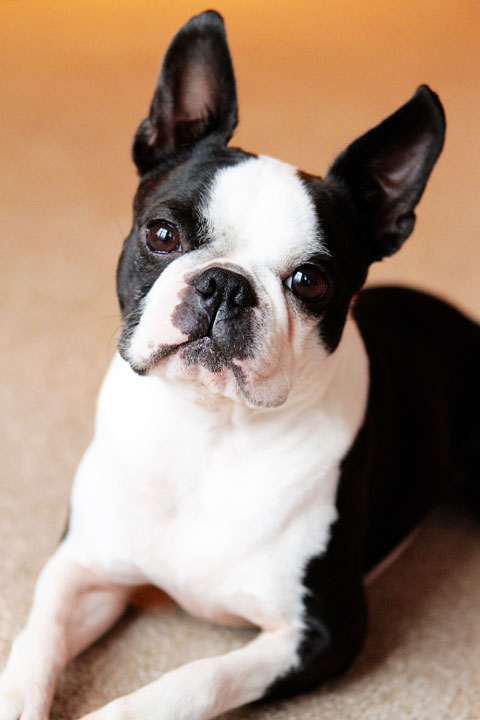 Cute Boston Terrier