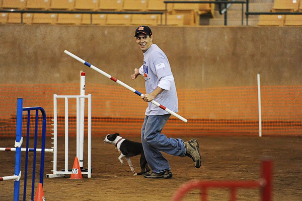 AKC Master Agility Champion Miley the Boston Terrier