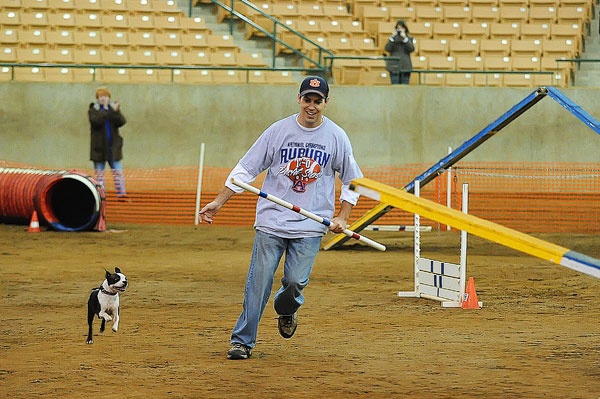 AKC Master Agility Champion Miley the Boston Terrier