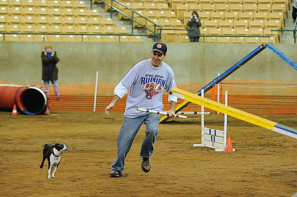 AKC Master Agility Champion Miley the Boston Terrier