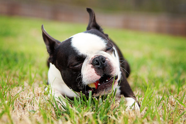 boston-terrier-apple-02