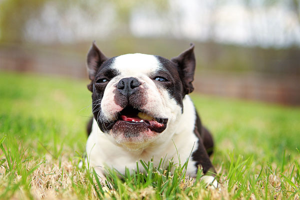 boston-terrier-apple-03