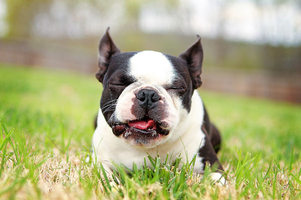 boston-terrier-apple-04