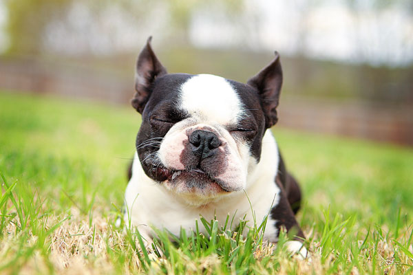 boston-terrier-apple-05