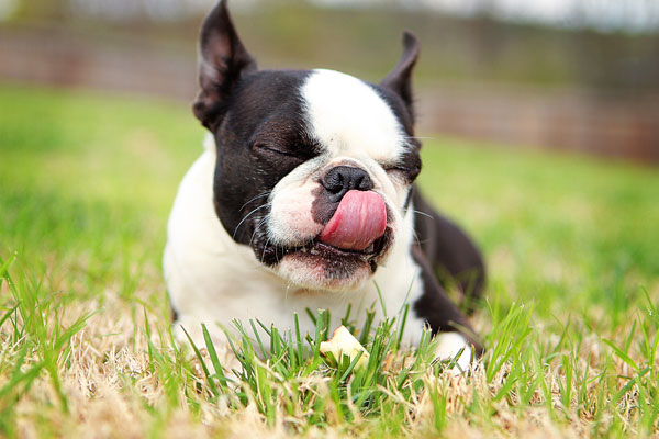 boston-terrier-apple-11