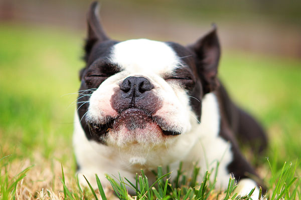 boston-terrier-apple-12