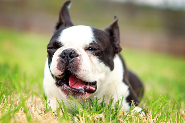 boston-terrier-apple-13