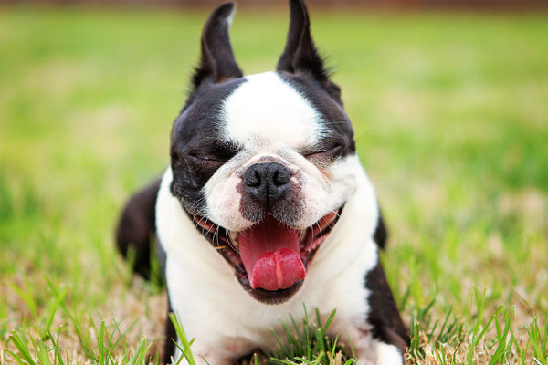 boston-terrier-apple-15