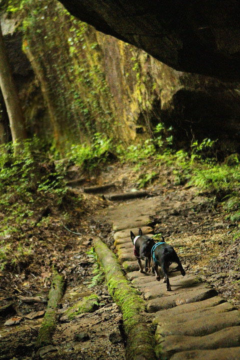 Dismals Canyon in Alabama ~ Glow Worm Caves