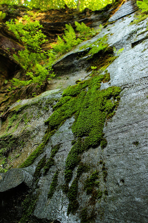 Dismals Canyon in Alabama ~ Glow Worm Caves