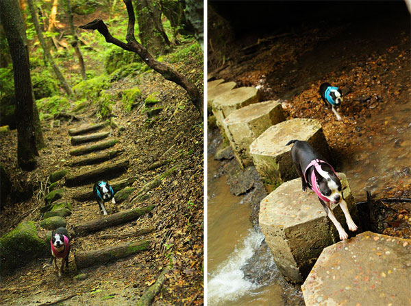 Dismals Canyon in Alabama ~ Glow Worm Caves