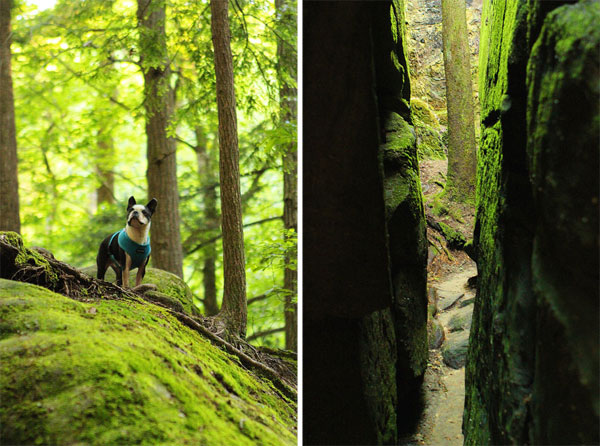 Dismals Canyon in Alabama ~ Glow Worm Caves