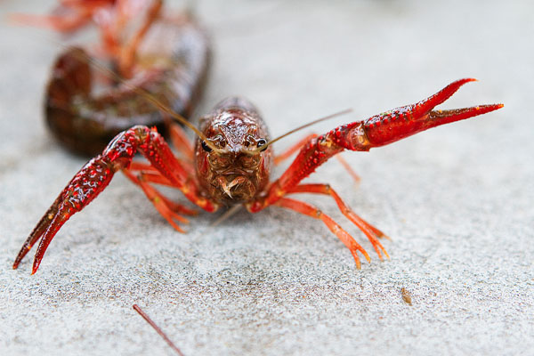 17-crab-and-crawfish-marla-meridith-272