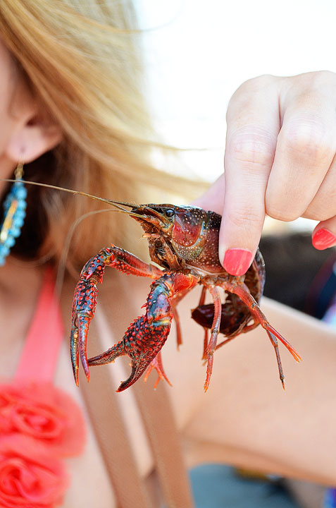 20-crab-and-crawfish-maggy-546