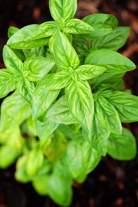 Basil