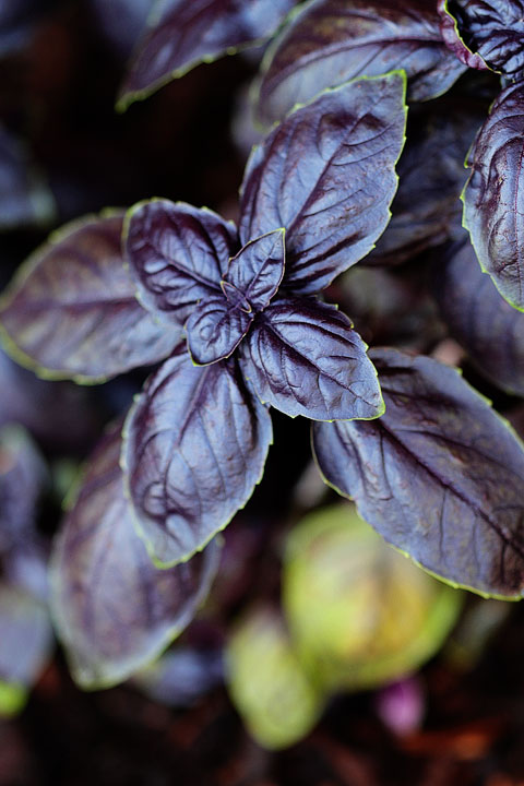 Amethyst Basil