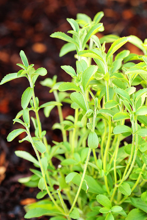 Stevia