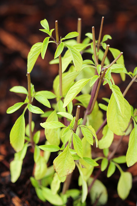 Thai Basil