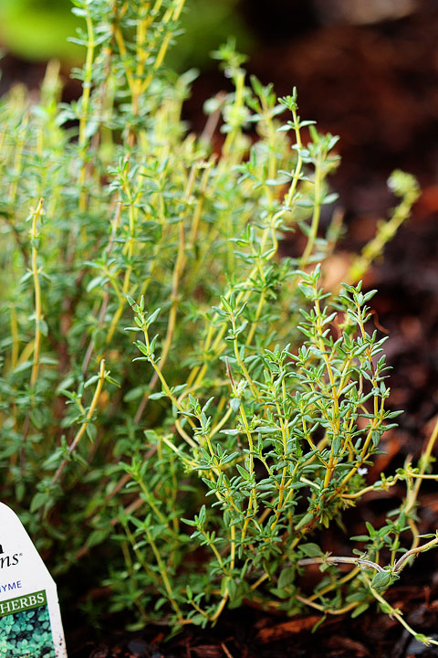 Thyme