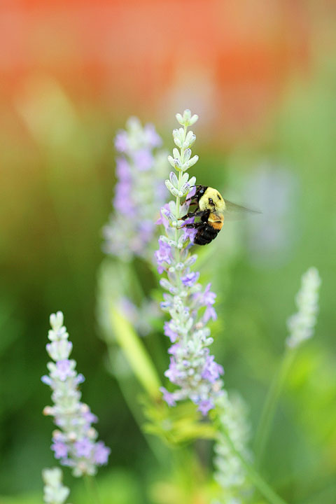 Lavender & Bumble Bee