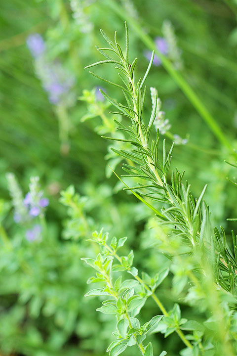 Rosemary, Oregano and Lavender