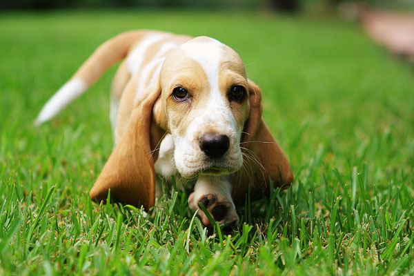 Louie the Basset Hound Puppy 1