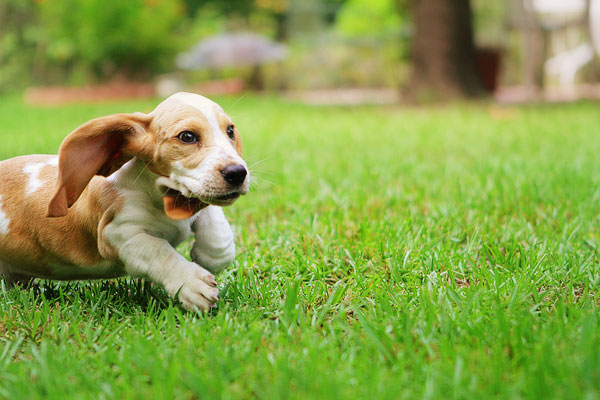 Louie the Basset Hound Puppy 10