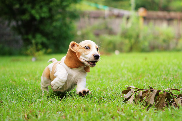 Louie the Basset Hound Puppy 11