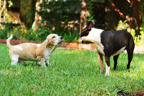 Louie the Basset Hound Puppy 12