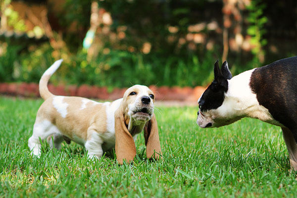 Louie the Basset Hound Puppy 13