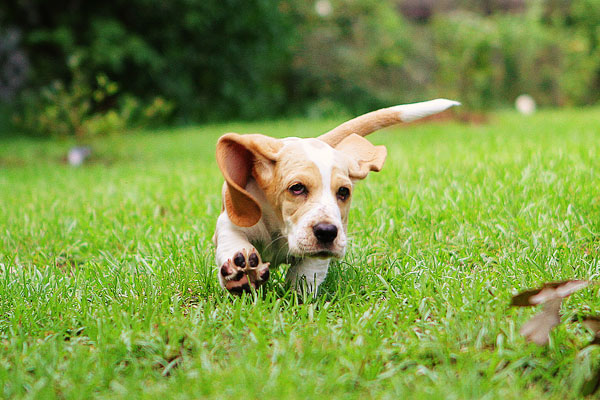 Louie the Basset Hound Puppy 14