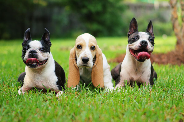 Louie the Basset Hound Puppy 15