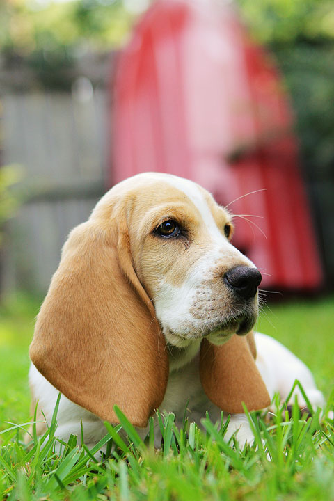 Louie the Basset Hound Puppy 16