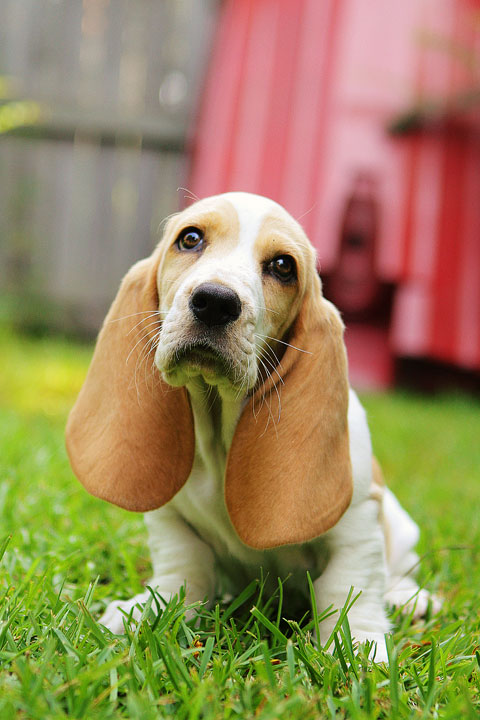 Louie the Basset Hound Puppy 17