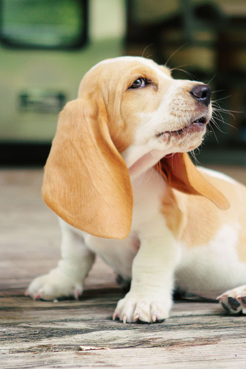 Louie the Basset Hound Puppy 18