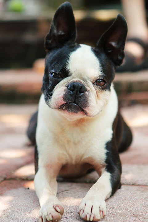 Louie the Basset Hound Puppy 19