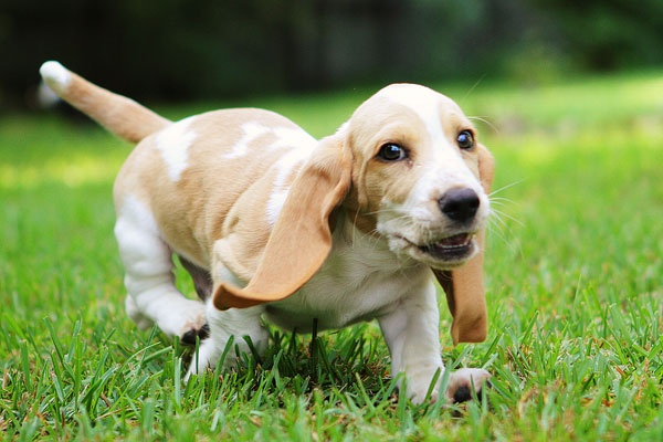 Louie the Basset Hound Puppy 2