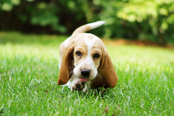 Louie the Basset Hound Puppy 3