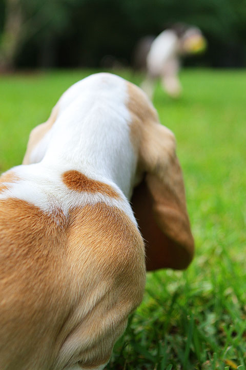 Louie the Basset Hound Puppy 4