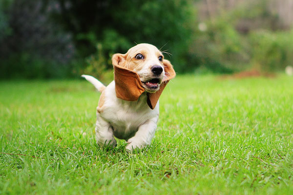 Louie the Basset Hound Puppy 5