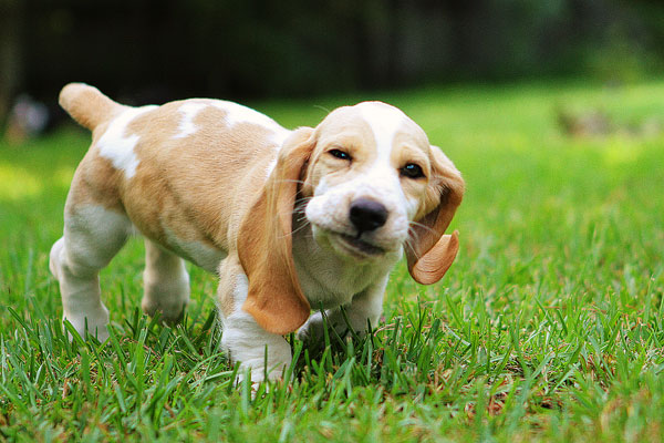 Louie, the Lemon Basset Hound Puppy