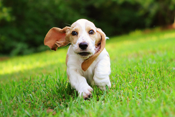 Louie the Basset Hound Puppy 7