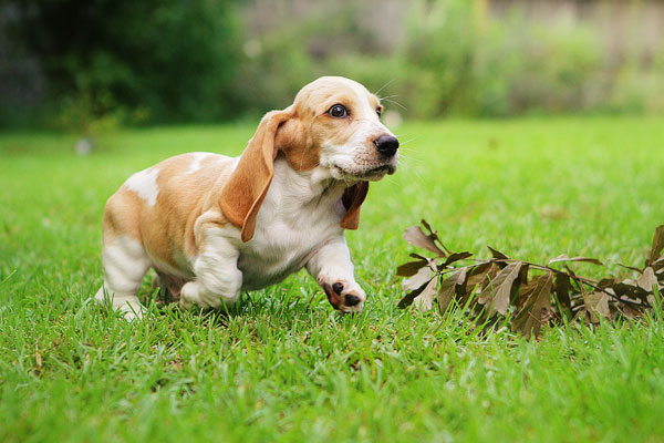 Louie the Basset Hound Puppy 8