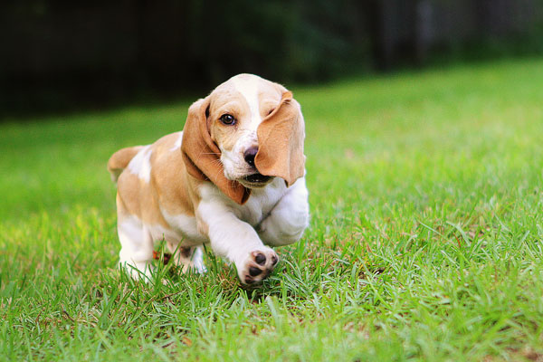 Louie the Basset Hound Puppy 9