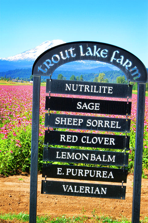 Day Trip to Trout Lake Farm