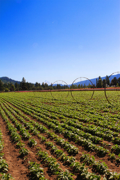 Day Trip to Trout Lake Farm